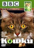 BBC: Кошки