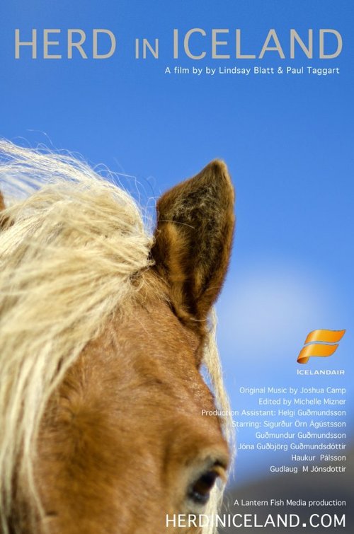 Herd in Iceland