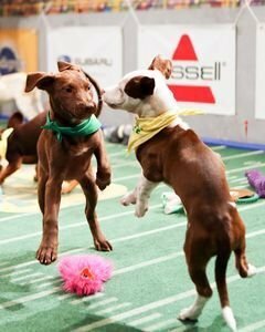 Puppy Bowl XI