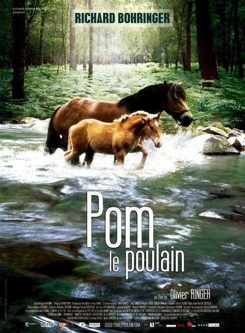 Pom, le poulain