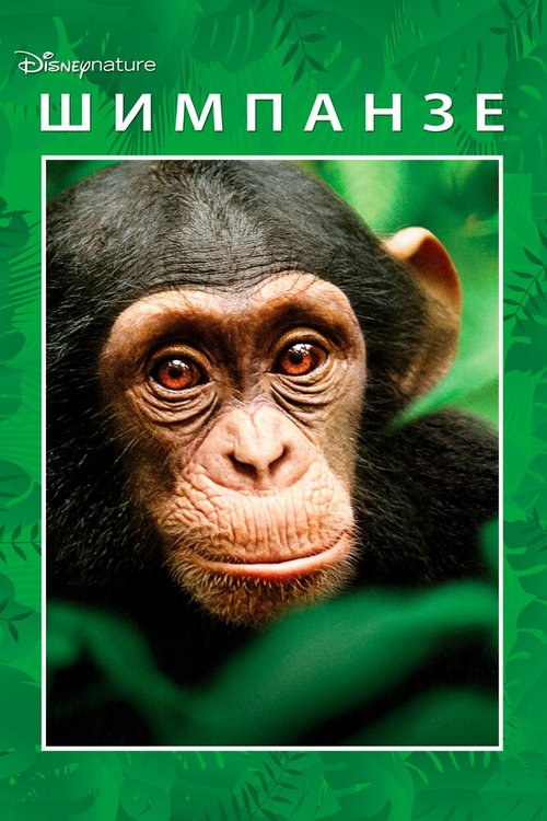 Шимпанзе (2012) смотреть онлайн